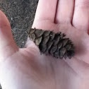 Pine cone