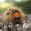 White Cedar Tree Caterpillar