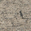 Juniper Titmouse