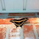 Giant Swallowtail
