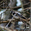 Downy Woodpecker