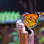 Monarch butterfly