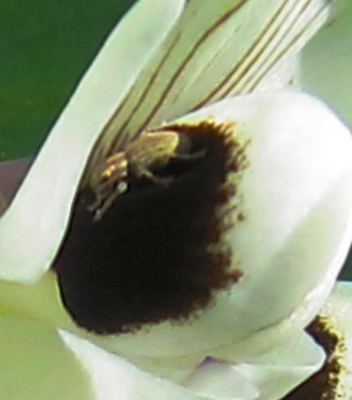 Spotting Image 1