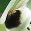 Fuller Rose Weevil
