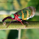 Eurybrachis Planthopper