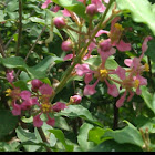 Barbados Cherry