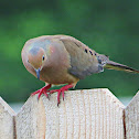 Mourning Dove