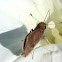Crossline Skipper Butterfly