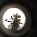 Fly
