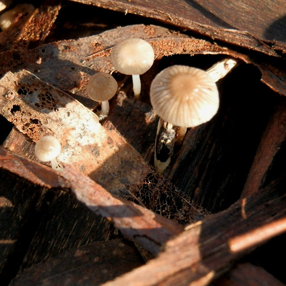 Spotting Image 1