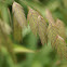 Grass/Gras