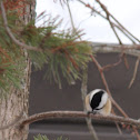 Black-capped Chickadee