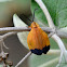 Net-winged Beetle