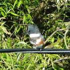 Belted Kingfisher