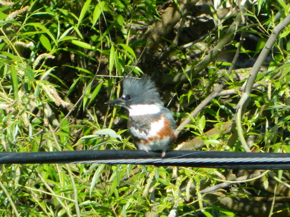Spotting Image 1
