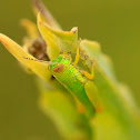 Grasshopper