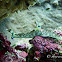 Lined Nembrotha Nudibranch