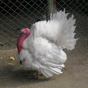 White domestic turkey