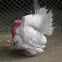 White domestic turkey