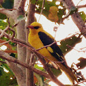 Indian Golden Oriole