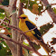 Indian Golden Oriole