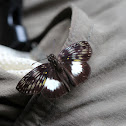 Latrea Skipper
