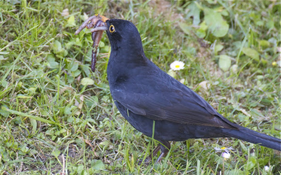 Spotting Image 1