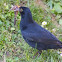 Common Blackbird - Amsel