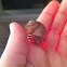 Hermit crab
