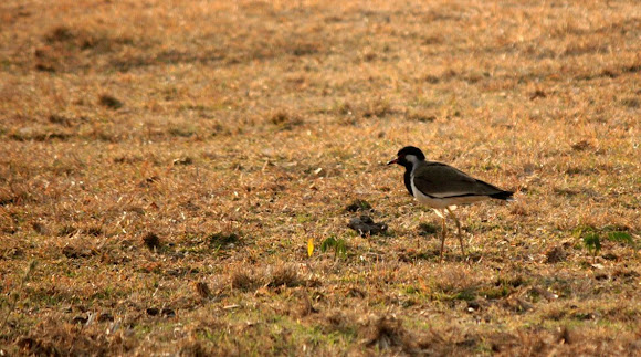 Spotting Image 1
