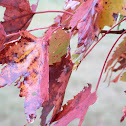 Maple in Fall