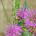 Bumble bee