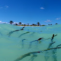 Red Mangrove