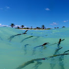 Red Mangrove