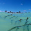 Red Mangrove
