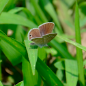 Ceraunus blue