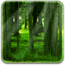 RealDepth Forest Free LWP mobile app icon