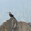 Clark's Nutcracker