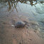 Three-toed box turtle