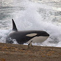 Orca