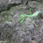 uncertain mantis