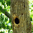 woodpecker hole