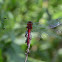 White-Faced Meadowhawk