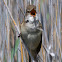 Great Reed Warbler; Carricero Tordal