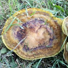 Dye Maker's Polypore