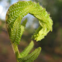 Cinnamon fern