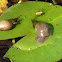 Great pond snail