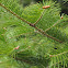 Needle Fir