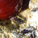 Chitons