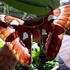 Atlas moth